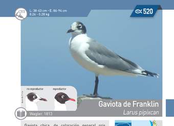Larus pipixcan