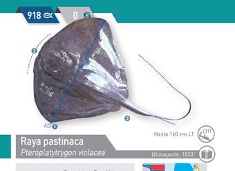 Pteroplatytrygon violacea