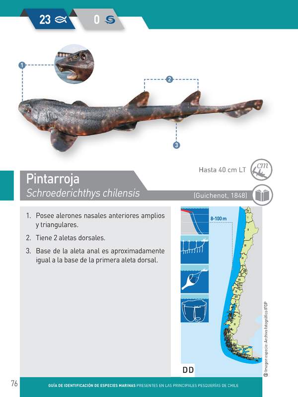 Schroederichthys chilensis