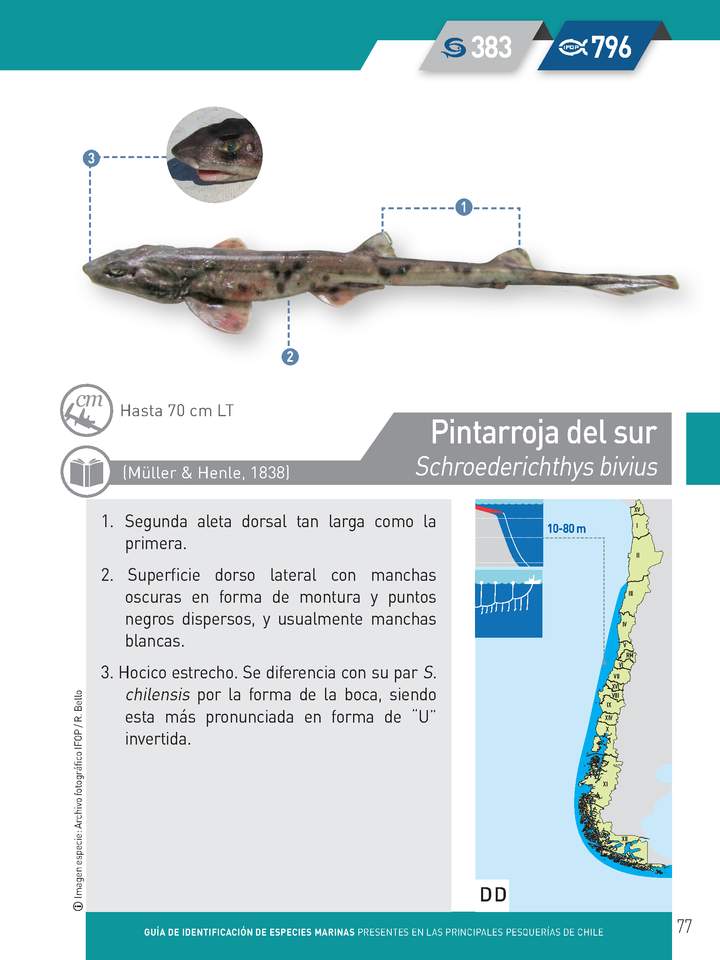 Schroederichthys bivius