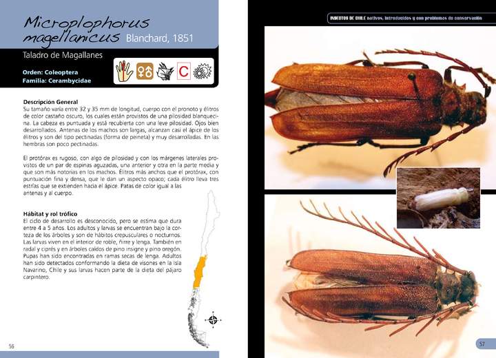 Microplophorus magellanicus coleóptero