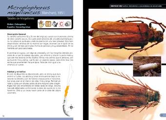 Microplophorus magellanicus coleóptero