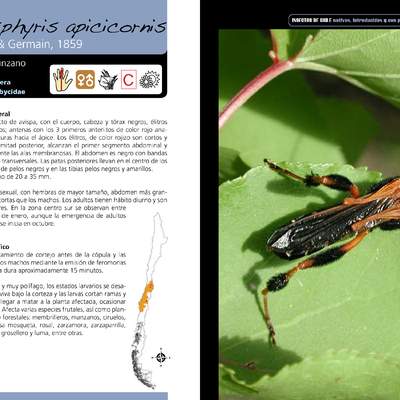 Callisphyris apicicornis - coleóptera