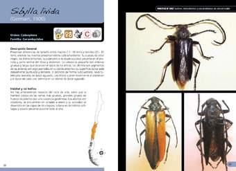 Sibylla livida -coleóptero