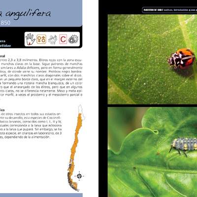 Adalia angulifera - coleóptero