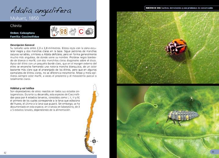 Adalia angulifera - coleóptero