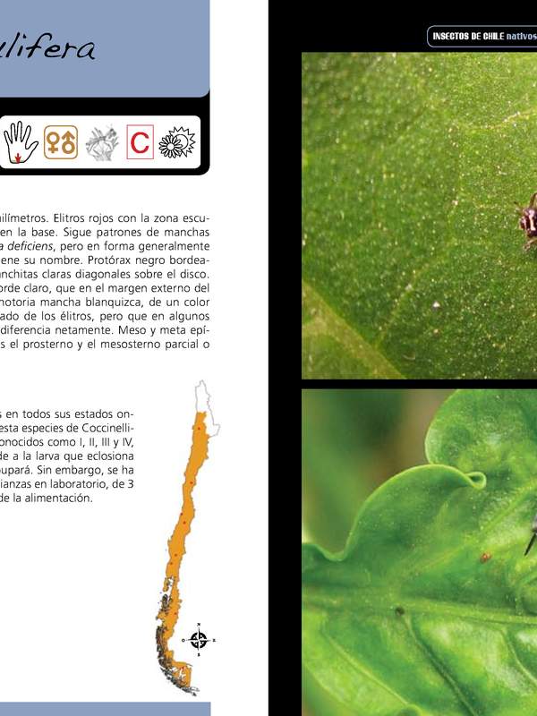 Adalia angulifera - coleóptero