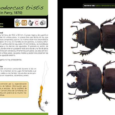 Apterodorcus tristis - coleóptero