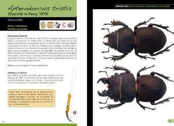 Apterodorcus tristis - coleóptero