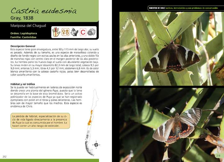 Castnia eudesmia - lepidóptera