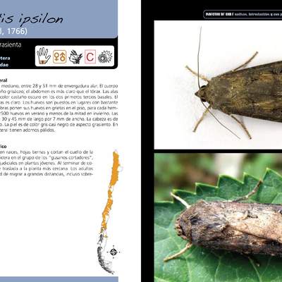 Agrotis ipsilon -lepidóptera