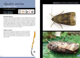 Agrotis ipsilon -lepidóptera