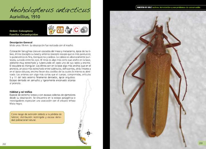 Neoholopterus antarcticus - coleóptero