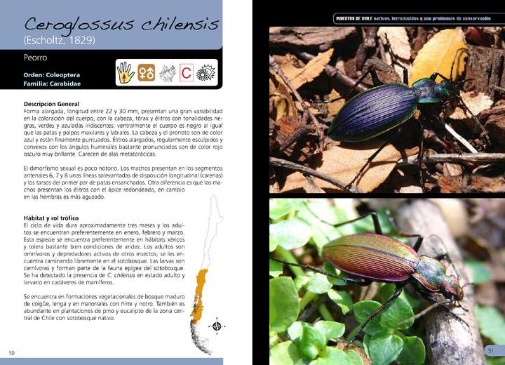 Ceroglossus chilensis - coleóptero