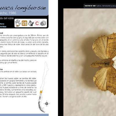 Omaguaca longibursae - lepidóptera
