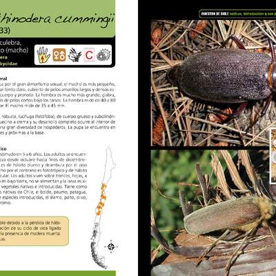 Acanthinodera cummingii - coleóptero