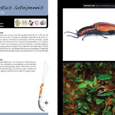 Semiotus luteipennis - coleóptero