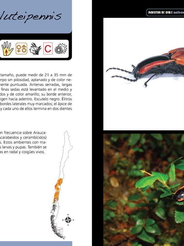 Semiotus luteipennis - coleóptero