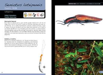 Semiotus luteipennis - coleóptero