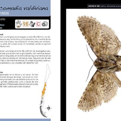 Chilecomadia valdiviana - lepidóptero
