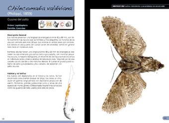Chilecomadia valdiviana - lepidóptero