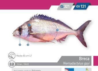 Nemadactylus gayi - Breca