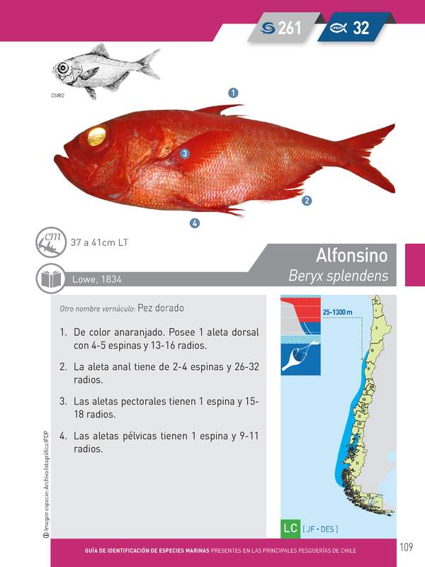 Beryx splendens - Alfonsino