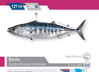 Sarda chiliensis chiliensis - Bonito