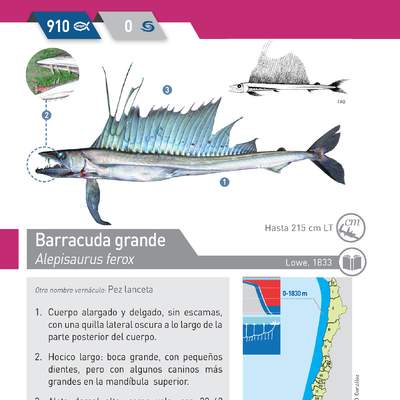 Alepisaurus ferox - Barracuda grande