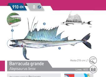 Alepisaurus ferox - Barracuda grande