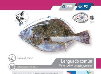 Paralichthys adspersus - Lenguado común
