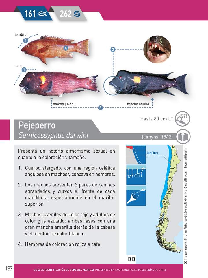 Semicossyphus darwini - Peje perro