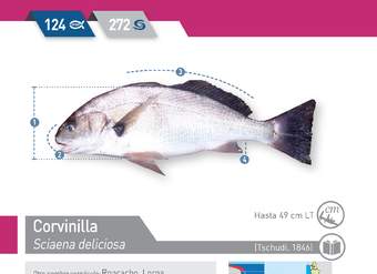 Sciaena deliciosa - Corvinilla