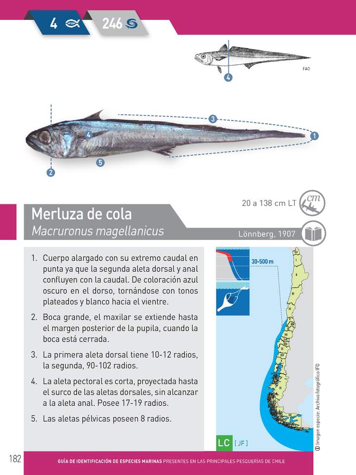 Macrourus holotrachys - Granadero de ojos grandes