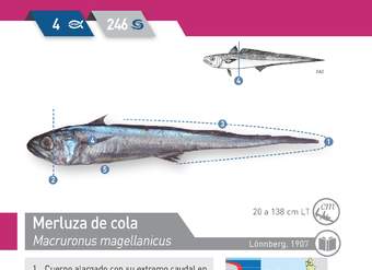 Macrourus holotrachys - Granadero de ojos grandes