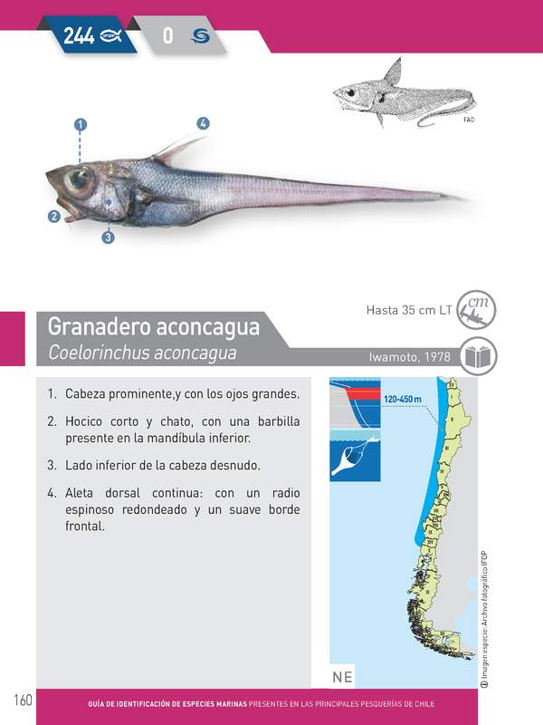 Coelorinchus aconcagua - Granadero aconcagua