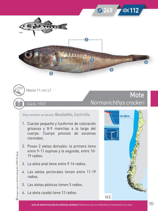 Normanichthys crockeri - Mote