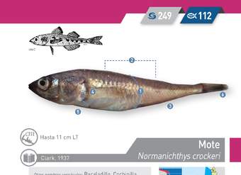 Normanichthys crockeri - Mote