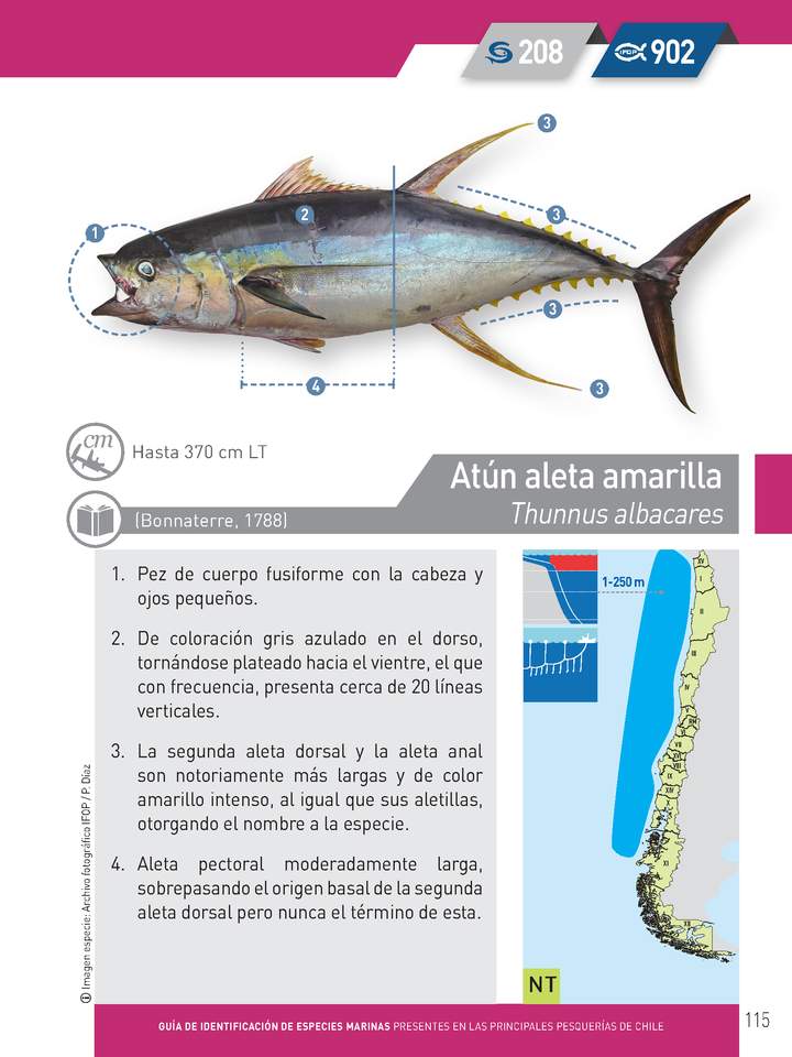 Thunnus albacares - Atún aleta amarilla