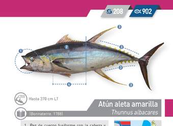 Thunnus albacares - Atún aleta amarilla