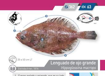 Hippoglossina macrops - Lenguado de ojo grande