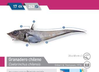 Coelorinchus chilensis - Granadero chileno