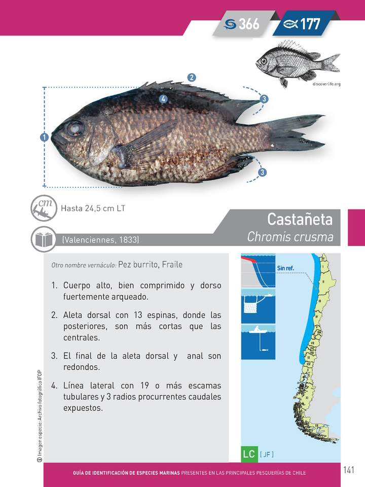 Chromis crusma - Castañeta