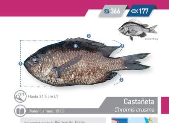 Chromis crusma - Castañeta