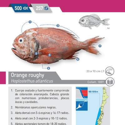 Hoplostethus atlanticus - Orange roughy