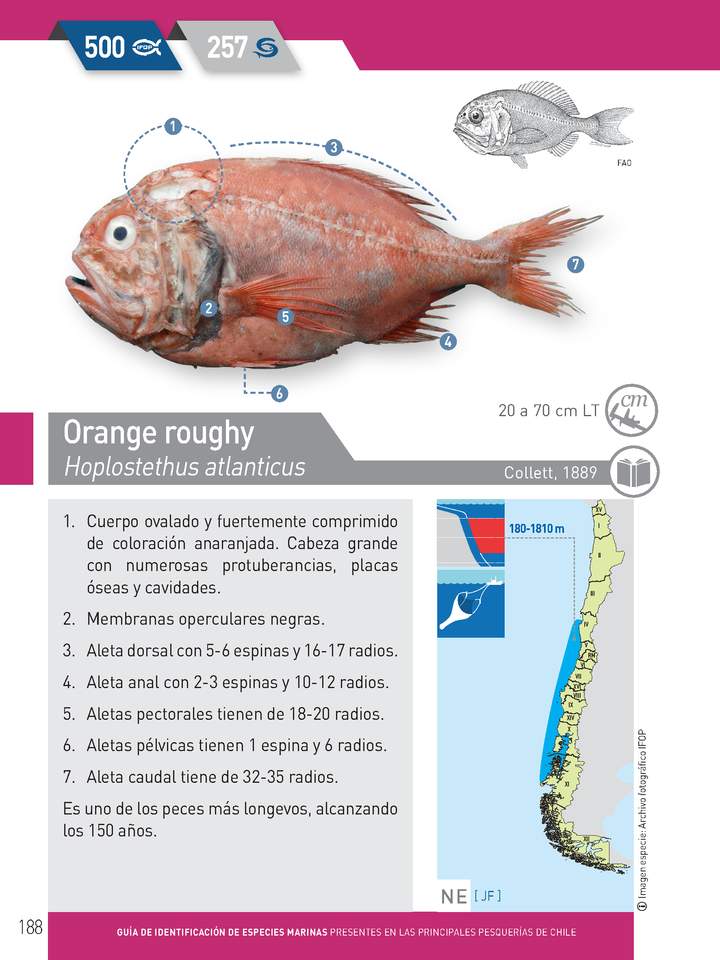 Hoplostethus atlanticus - Orange roughy