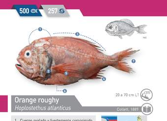 Hoplostethus atlanticus - Orange roughy