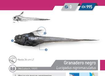 Lucigadus nigromaculatus - Granadero negro