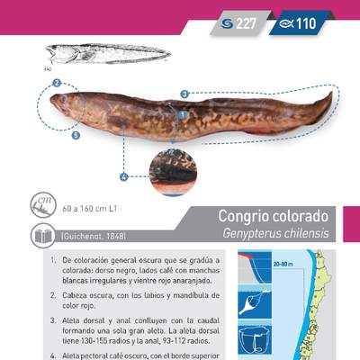 Genypterus chilensis - Congrio colorado