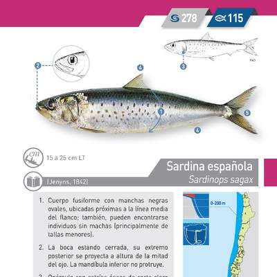 Sardinops sagax - sardina española
